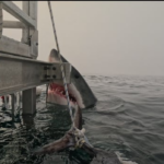 close-encounter-with-great-white-shark-near-halifax-sparks-awe,-disbelief