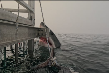close-encounter-with-great-white-shark-near-halifax-sparks-awe,-disbelief