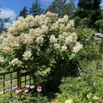 get-growing:-summer-is-the-season-for-hydrangeas