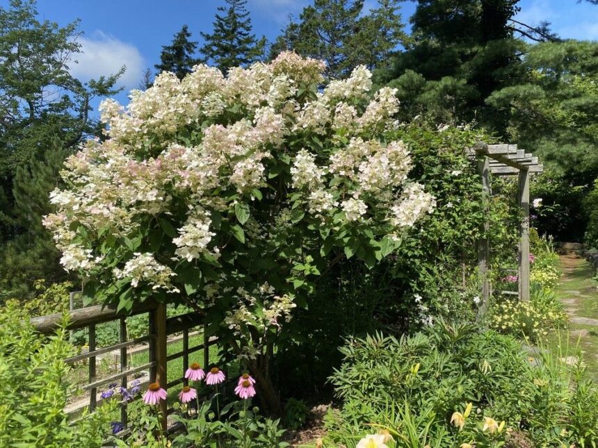 get-growing:-summer-is-the-season-for-hydrangeas