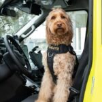 meet-charlotte,-a-canine-first-responder-bringing-pawsitivity-to-this-western-quebec-town