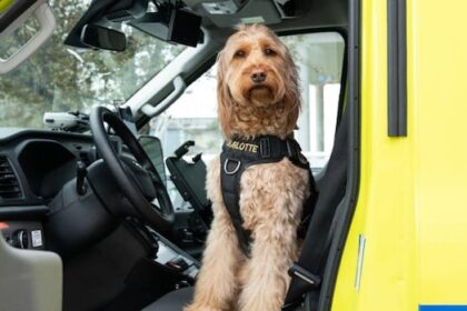 meet-charlotte,-a-canine-first-responder-bringing-pawsitivity-to-this-western-quebec-town
