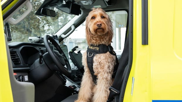 meet-charlotte,-a-canine-first-responder-bringing-pawsitivity-to-this-western-quebec-town