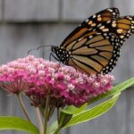 monarchs,-milkweed-and-marvellous-views:-enjoy-these-photos-from-around-new-brunswick