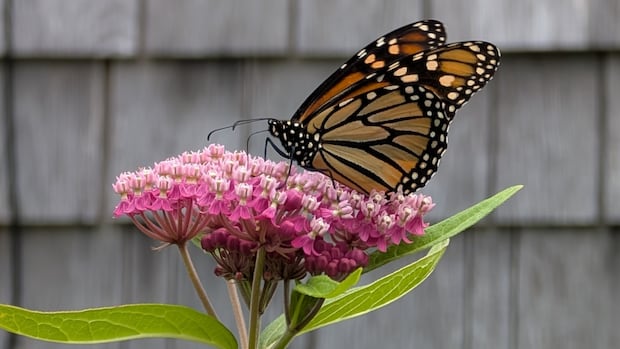 monarchs,-milkweed-and-marvellous-views:-enjoy-these-photos-from-around-new-brunswick