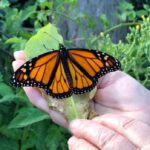 why-the-‘alarmingly-low’-monarch-butterfly-population-calls-for-an-international-strategy