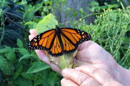 why-the-‘alarmingly-low’-monarch-butterfly-population-calls-for-an-international-strategy