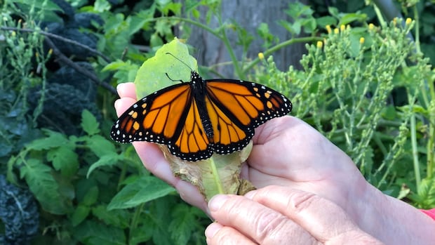 why-the-‘alarmingly-low’-monarch-butterfly-population-calls-for-an-international-strategy