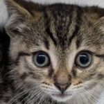 winnipeg-humane-society-seeks-homes-for-‘astronomical’-number-of-cats-and-kittens