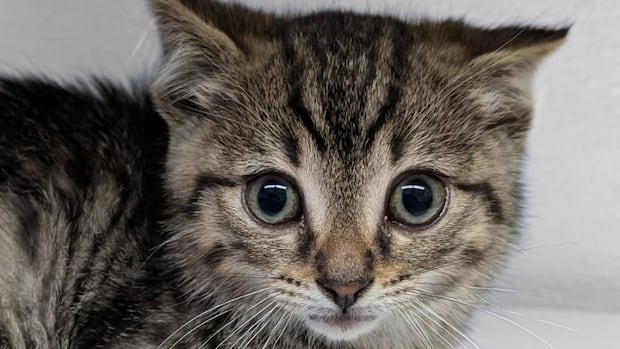 winnipeg-humane-society-seeks-homes-for-‘astronomical’-number-of-cats-and-kittens