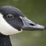 winnipegger’s-$300-fine-for-throwing-things-at-canada-goose-a-rare-case-but-a-good-reminder,-lawyer-says