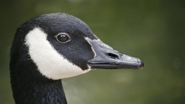 winnipegger’s-$300-fine-for-throwing-things-at-canada-goose-a-rare-case-but-a-good-reminder,-lawyer-says