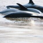 annapolis-valley-community-gathers-to-help-pod-of-dolphins-trapped-in-mud
