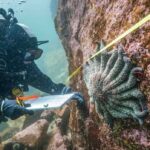 after-a-decade-of-death,-bc.-scientists-say-they’ve-found-the-sea-star-killer