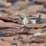 pei.-photographer-finally-captures-rare-moment-as-piping-plover-chicks-hatch