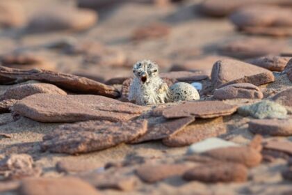 pei.-photographer-finally-captures-rare-moment-as-piping-plover-chicks-hatch