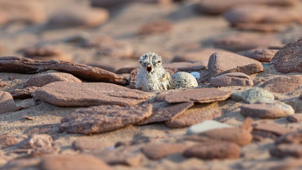 pei.-photographer-finally-captures-rare-moment-as-piping-plover-chicks-hatch
