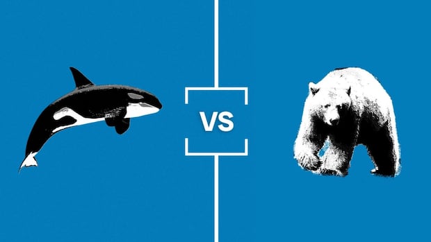search-for-bc.’s-best-symbol:-animal-championship
