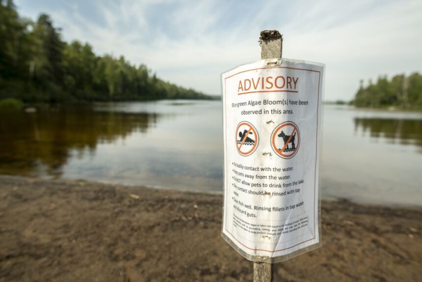 blue-green-algae-is-making-a-home-in-the-warming-waters-of-lake-superiors-watershed