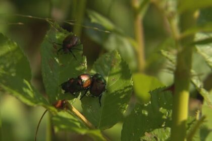 gardeners,-academic-at-odds-on-how-to-best-deal-with-growing-japanese-beetle-population