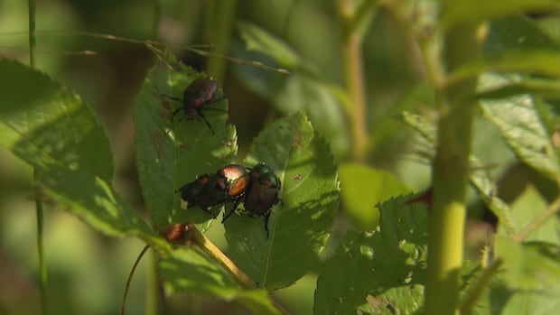 gardeners,-academic-at-odds-on-how-to-best-deal-with-growing-japanese-beetle-population