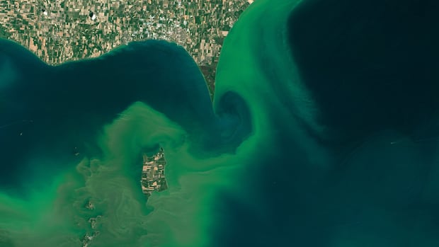 what’s-slimy,-green-and-flourishing-thanks-to-climate-change?