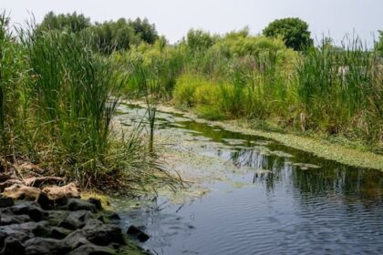 some-eastern-ontario-regions-asked-to-save-water-amid-near-drought