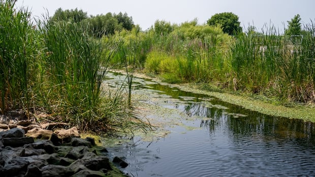 some-eastern-ontario-regions-asked-to-save-water-amid-near-drought