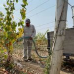 winemaker-hand-watering-vines-as-prince-edward-county-bakes