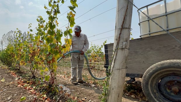 winemaker-hand-watering-vines-as-prince-edward-county-bakes