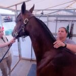 3-generations-team-up-for-canadas-national-arabian-championship-in-brandon