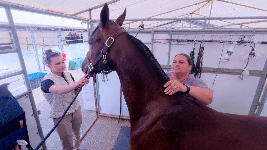 3-generations-team-up-for-canadas-national-arabian-championship-in-brandon