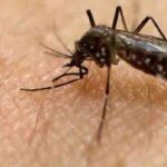 province-to-begin-spraying-for-mosquitoes-in-winkler-friday-as-west-nile-concerns-rise