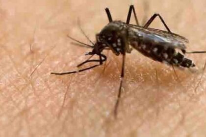 province-to-begin-spraying-for-mosquitoes-in-winkler-friday-as-west-nile-concerns-rise