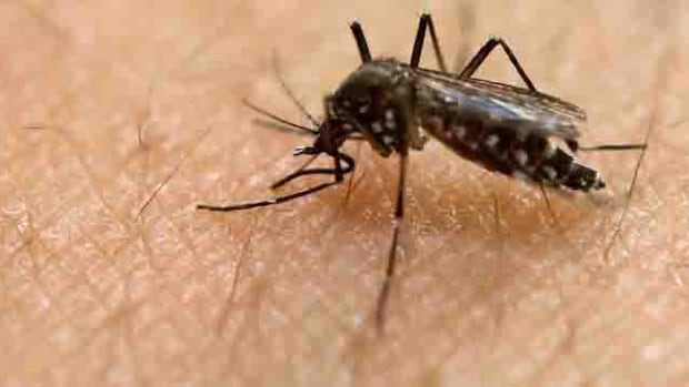 province-to-begin-spraying-for-mosquitoes-in-winkler-friday-as-west-nile-concerns-rise