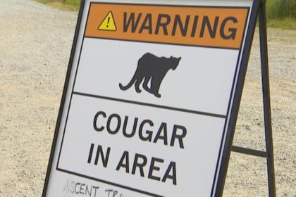 another-cougar-warning-issued-after-mountain-biker-attacked-near-squamish,-bc.