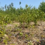 dry-conditions-taking-a-toll-across-new-brunswick,-sparking-new-forestry-restrictions