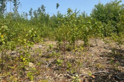 dry-conditions-taking-a-toll-across-new-brunswick,-sparking-new-forestry-restrictions