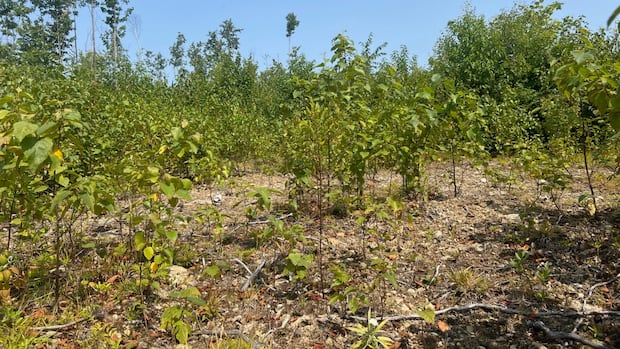 dry-conditions-taking-a-toll-across-new-brunswick,-sparking-new-forestry-restrictions