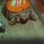 as-gus-the-tortoise-celebrates-his-103rd-birthday-we-look-back-at-his-58th-in-1980