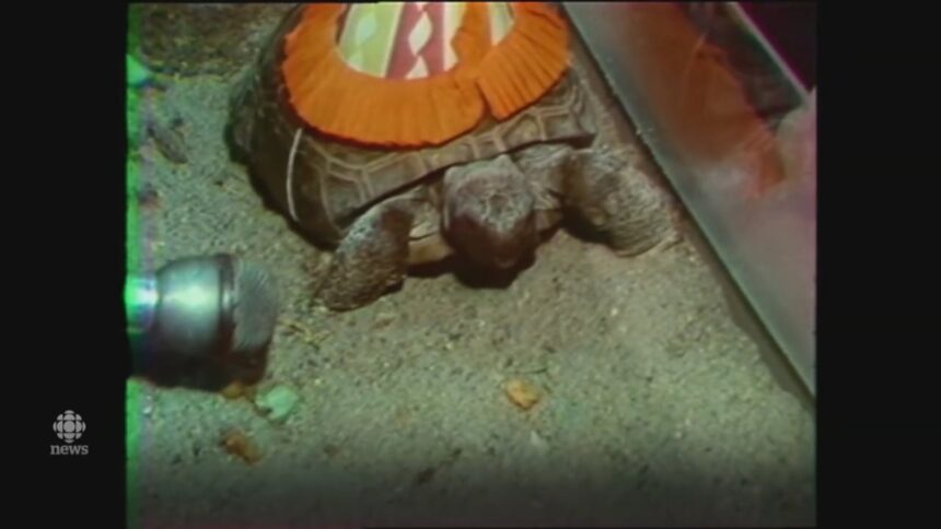 as-gus-the-tortoise-celebrates-his-103rd-birthday-we-look-back-at-his-58th-in-1980
