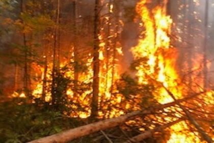 new-brunswickers-are-being-asked-to-stay-out-of-the-woods.-but-what-does-that-look-like?