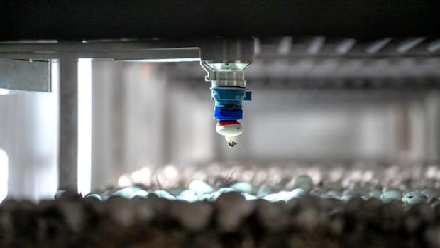 bc.-mushroom-picking-robots-get-$40m-boost-to-fill-growing-agricultural-labour-shortage