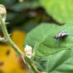 this-invasive-fly-could-help-kamloops,-bc.,-fight-the-invasive-japanese-beetle