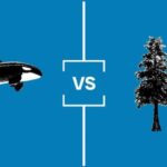 search-for-bc’s-best-symbol:-semifinal-1-orca-vs.-western-red-cedar