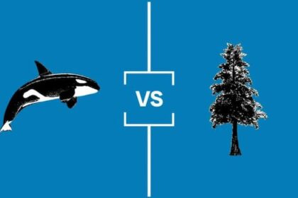 search-for-bc’s-best-symbol:-semifinal-1-orca-vs.-western-red-cedar