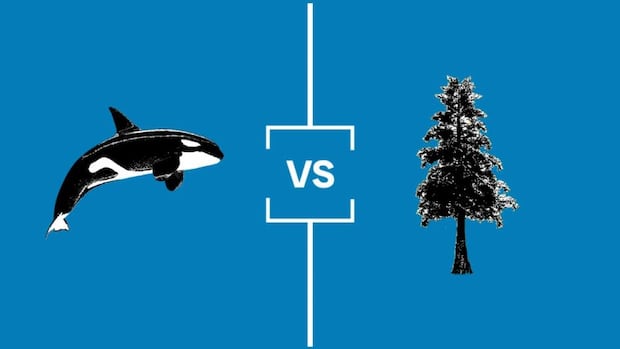 search-for-bc’s-best-symbol:-semifinal-1-orca-vs.-western-red-cedar