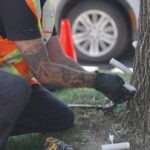 invasive-beetle-on-a-rampage-through-ash-trees-in-fredericton