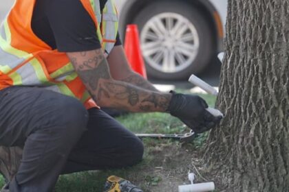 invasive-beetle-on-a-rampage-through-ash-trees-in-fredericton