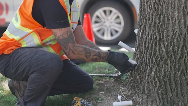 invasive-beetle-on-a-rampage-through-ash-trees-in-fredericton